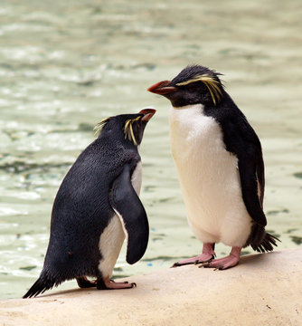 Penguins Chatting