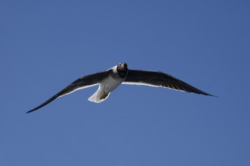 Seagull in the sky