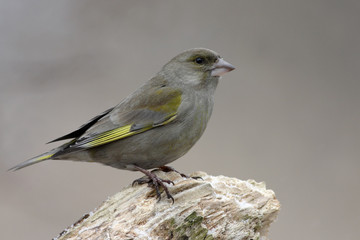 Carduelis chloris