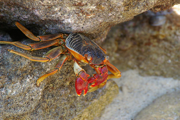Crab on guard (Pachygrapsus crassipes)