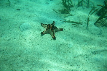 starfish underwater