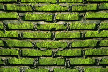 brick wall with moss on it