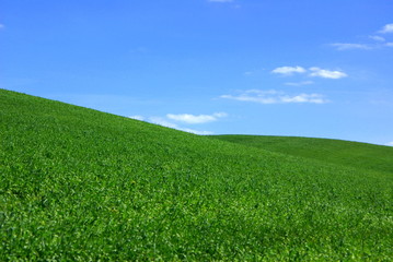 Field of green wheat.