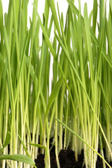 Green young grass with drops of morning dew