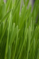 Fototapeta na wymiar Young juicy green grass, vertically