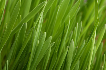 Fototapeta na wymiar Young juicy green grass, horizontal