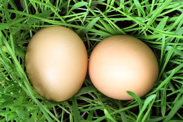 easter eggs in green grass