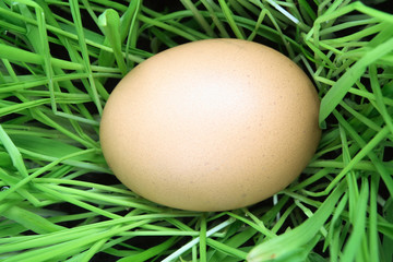  easter eggs in green grass