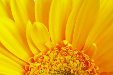 beautiful yellow flower petals closeup