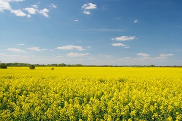 Agricultural field