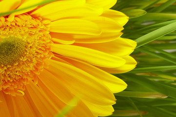 Yellow flower in a grass green.