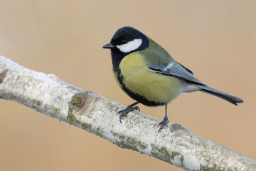 Parus major