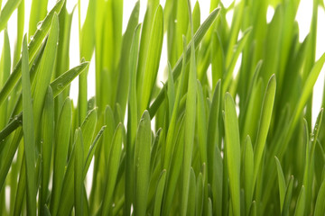 Green young grass with drops of morning dew