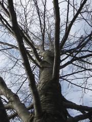 Baum gegen den Himmel