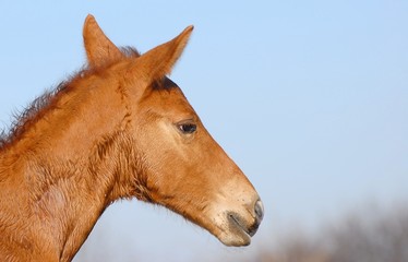 poulain foal