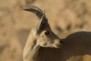 Goats head