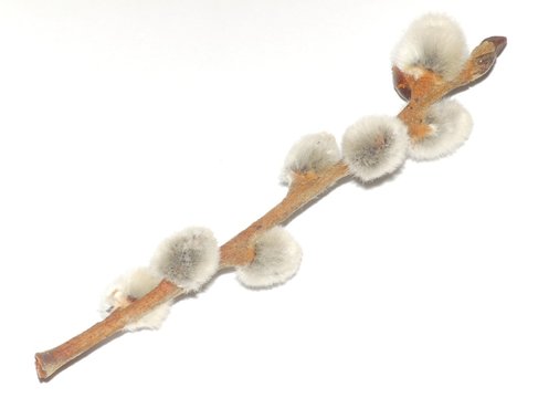 bourgeons