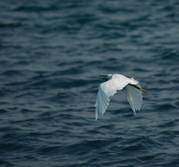 Heron above the water