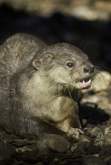 otter