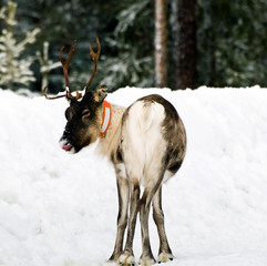 reindeer - 6605985