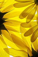 Obraz premium Żółte kwiaty tło
