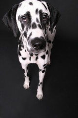 hund dalmatiner portrait 