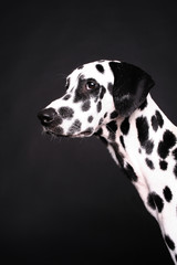 dalmatiner hund  schnauze schlappohr schwarz weiß