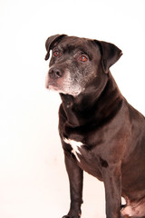 Naklejka premium hund jagdhund braun