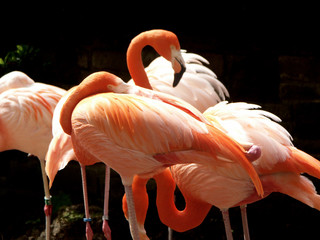 flamingos vögel exotisch rot orange