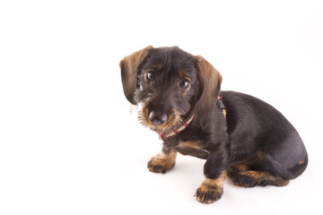 little puppie © Ivonne Wierink