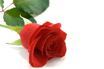 drops on red rose