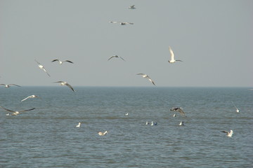 Fototapeta na wymiar Flock of Seagulls Bay sumy