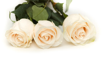White roses isolated on the white background