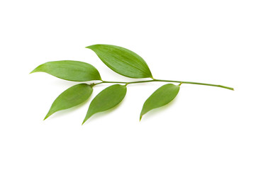 Branch with green leaves isolated on the white