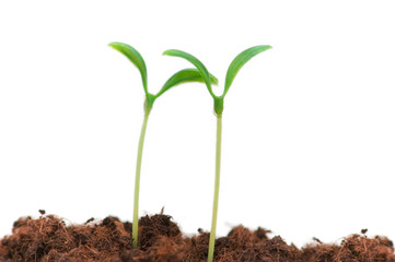 Two seedlings illustrating the concept of new life