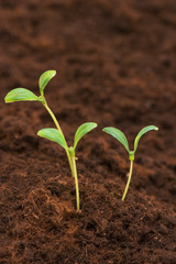 Three green seedlings growing out of soil