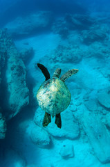 Obraz premium giant sea turtle