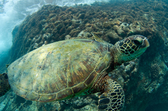 endangered sea turtle