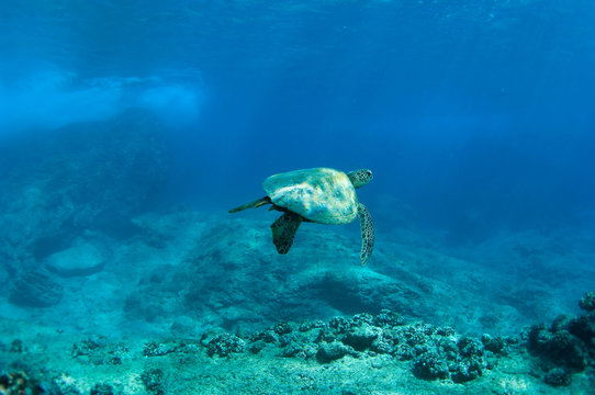 sea turtle swimming away