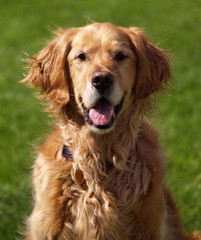 Golden retriever - Life of Riley.