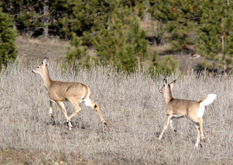 Two deer running across a field.