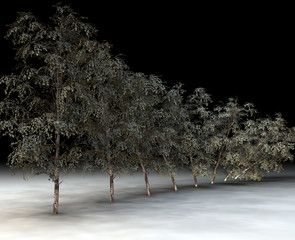 tala de arboles © juanjo