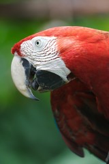 Scarlet Macaw