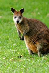 Australian Wallaby