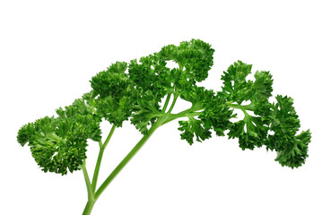 Petersilienzweig