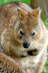 Naklejka premium Australian Quokka