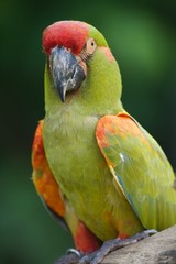 Red Cheeked Macaw