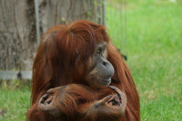 Baboon sat with arms folded