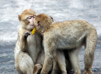 Baby monkeys kissing