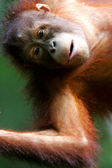 Naklejka premium Orangutan